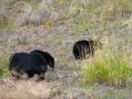 Les trois ours  noirs broutent tranquillement en bord de route