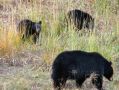 Une ours noire et ses deux petits