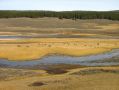 Des bisons dans les prairies de Yellowstone