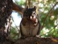 Petit ecureuil a Yellowstone