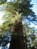 Un sequoia geant