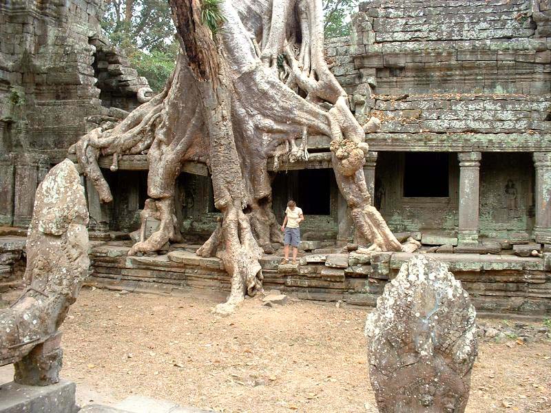 Des fromagers poussent également au Preah Khan