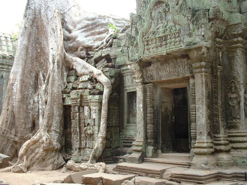 Les fromagers sont très néfastes pour les temples car ils détruisent tout avec leur racines géantes