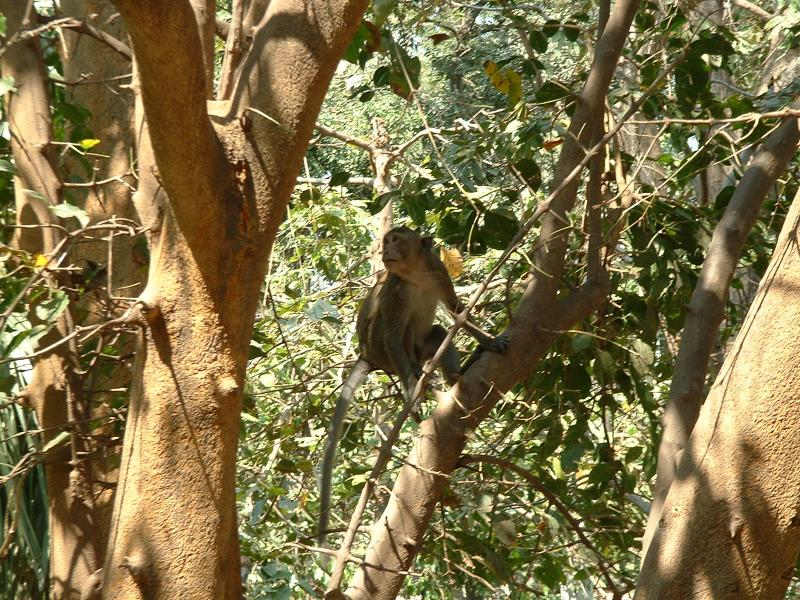 Autour du Wat, des singes en liberté profitent des nombreuses offrandes pour se nourrir