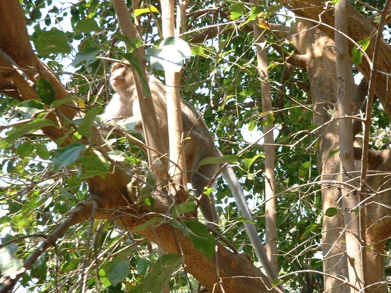 Un autre singe chapardeur