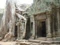 Les fromagers sont très néfastes pour les temples car ils détruisent tout avec leur racines géantes