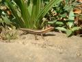 Un lézard prend la pose au soleil