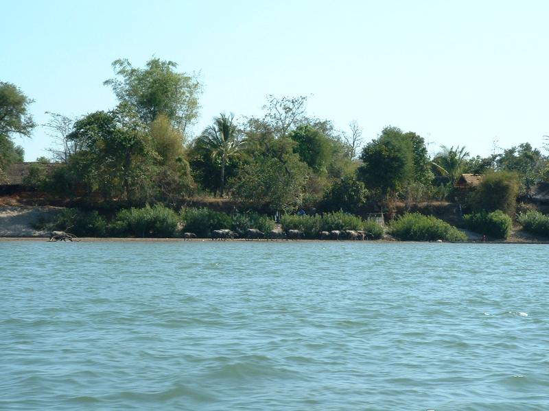 Des boeufs au bord du fleuve