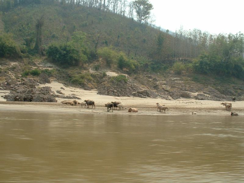 ... et des vaches prenant des bains de boue