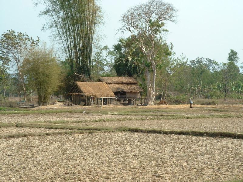 Certaines rizières sont sèches