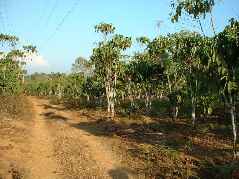 La balade continue au milieu des plantations de café