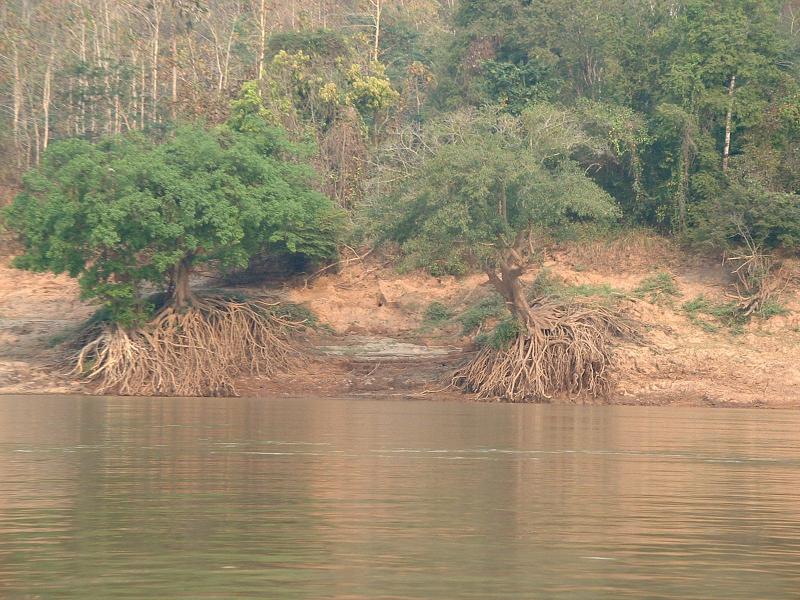 Au bord du fleuve, de curieux arbres aux racines impressionnantes