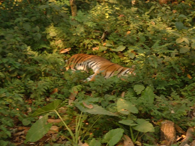 Un tigre miraculé du marché noir