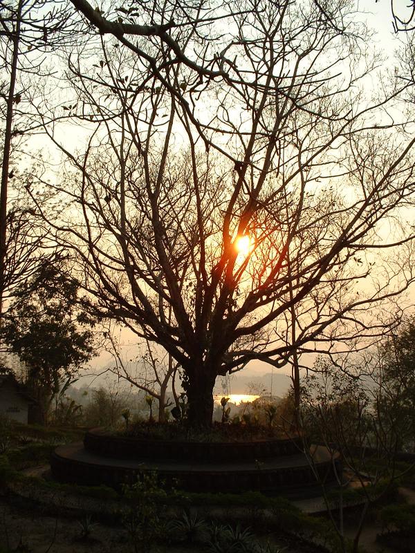 L'arbre de l'Illumination, au pied du mont Pousi