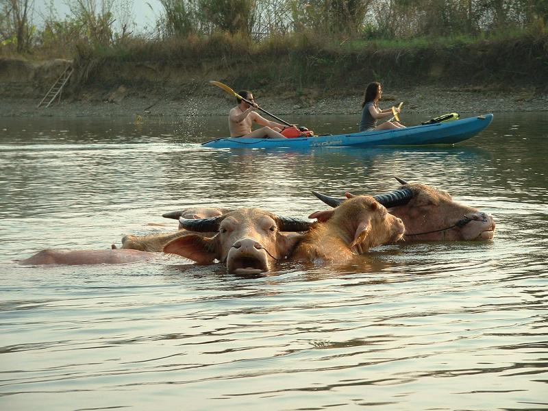 Les vaches aussi viennent chercher un peu de fraicheur dans l'eau de la rivière