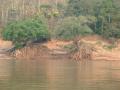 Au bord du fleuve, de curieux arbres aux racines impressionnantes