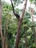 Cet ours préfère faire la sieste en haut d'un arbre !