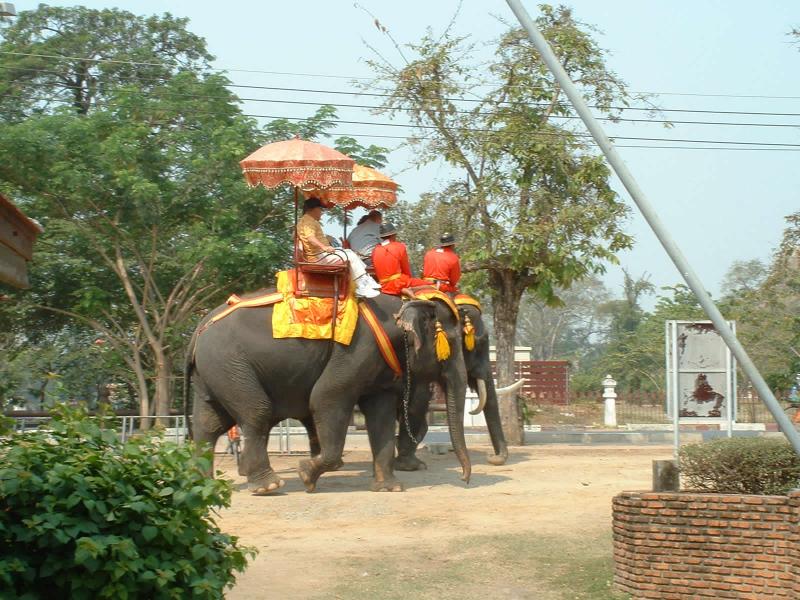 Certains préfèrent découvrir le site à dos d'éléphant