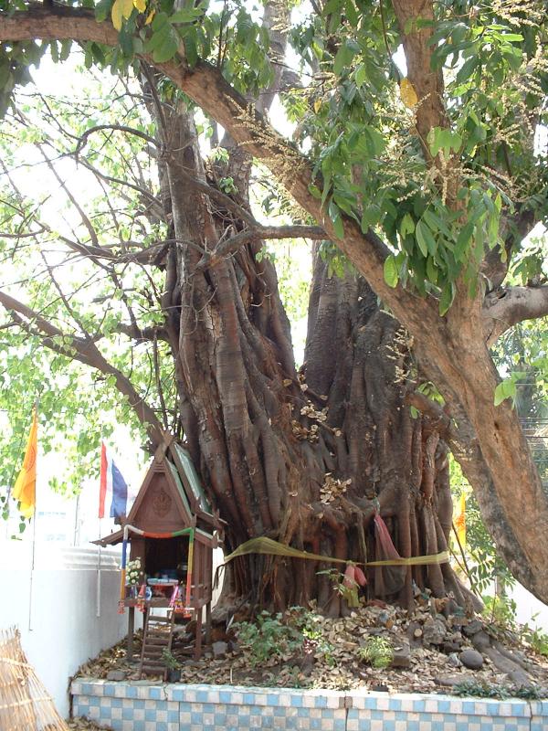 Une maison des esprits devant un arbre