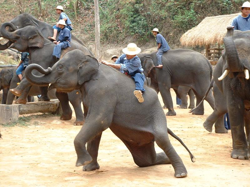 Monter sur un éléphant.. tout un art