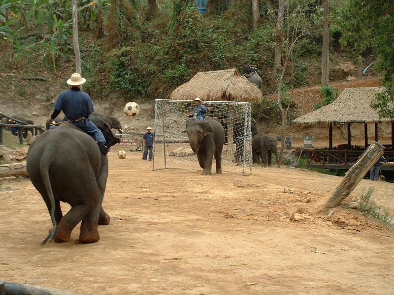 Plus forts que certains ces éléphants !