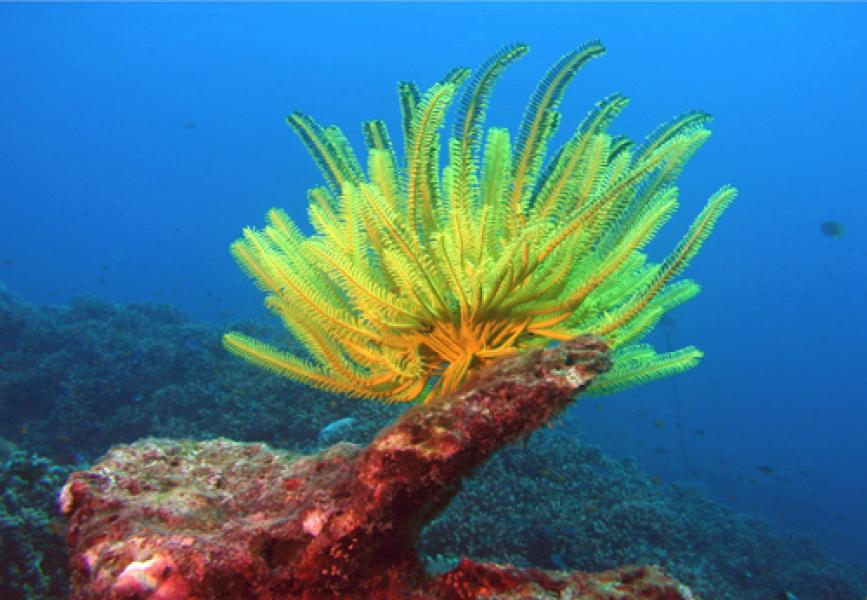 Des étoiles de mer jaunes