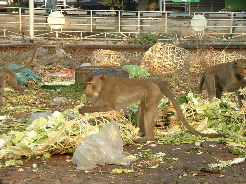 Ils ont l'air de bien aimer la salade