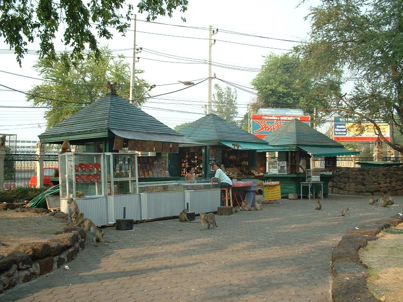 Lopburi, la ville des singes, porte bien son nom. Il y a des singes partout !