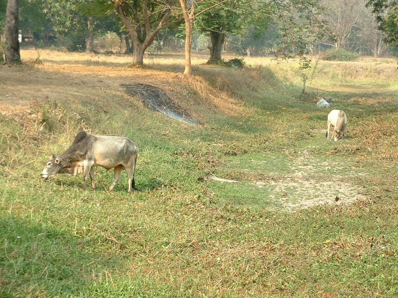 Deux paisibles vaches