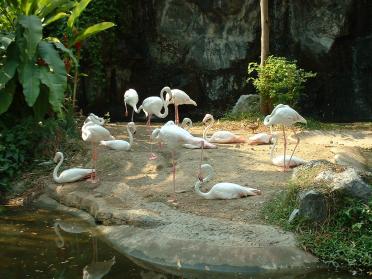 Des flamants roses au zoo de Chiang Mai