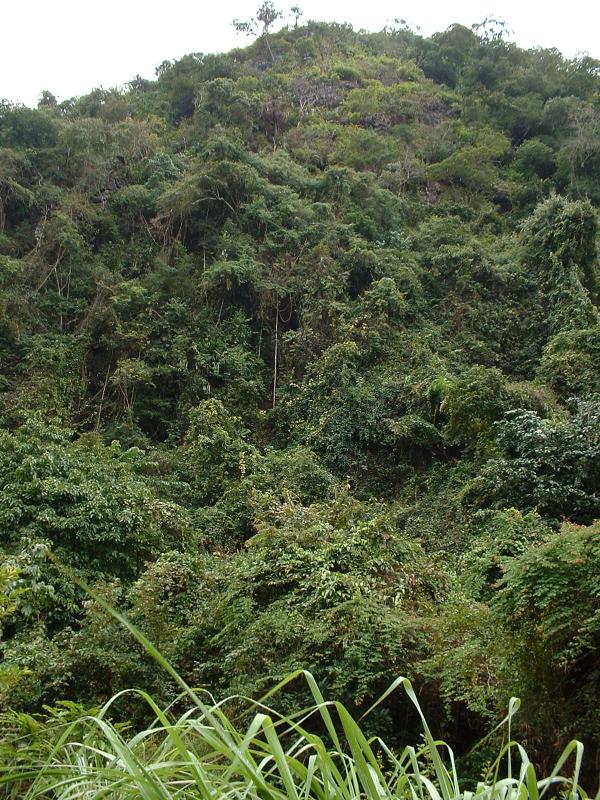 La jungle est très dense sur l'île