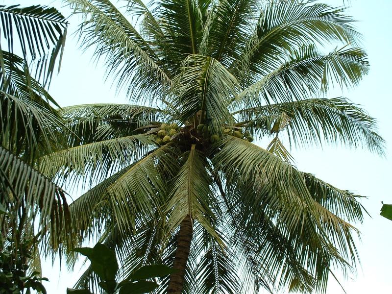 Attention à la tête en passant sous les cocotiers