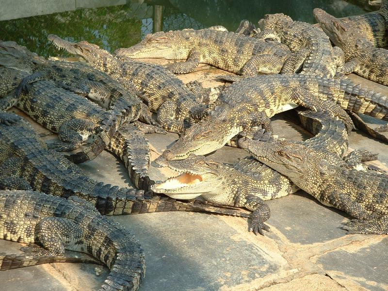 Un ferme de crocodiles, vendus ensuite en Thaïlande pour être transformés en sacs pour ces dames occidentales !