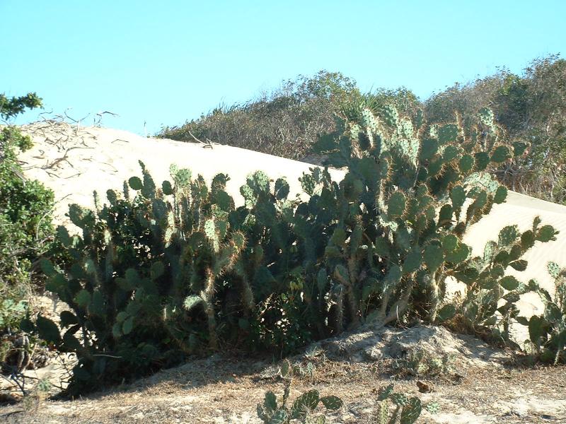 De gros cactus au Vietnam !