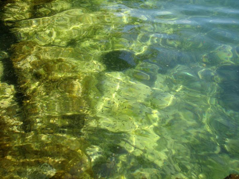 Transparentes et poissonneuses ces eaux !