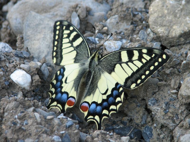 Un joli papillon, peu craintif