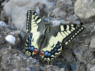 Un joli papillon, peu craintif