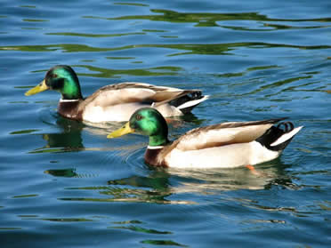 Deux jolis canards Col-Vert